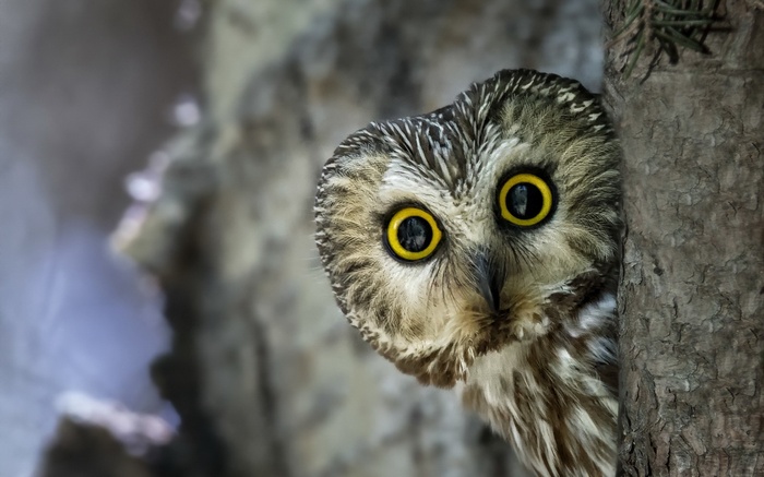 A Saw-whet owl peeks from behind a tree