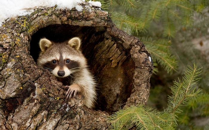 Raccoon peeking out of a tree hollow