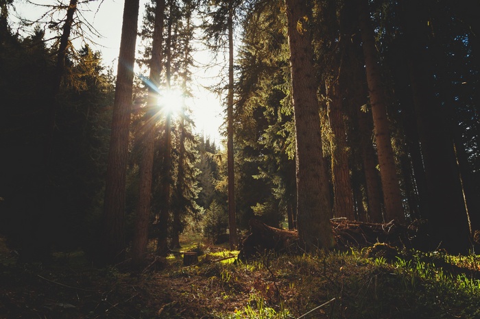 Sunlight filtering through a dense forest with tall trees