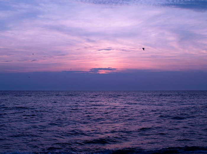 Purple sunset over the sea with birds flying