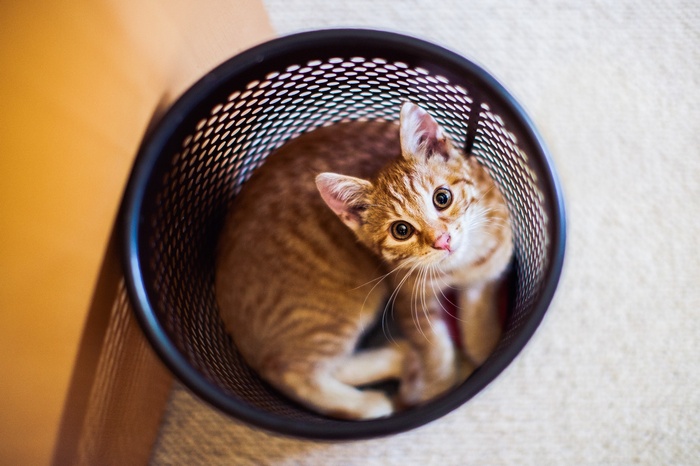 Orange tabby kitten in a trash can