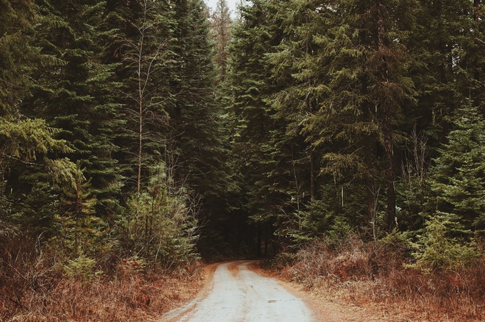 Dirt road through a dense evergreen forest