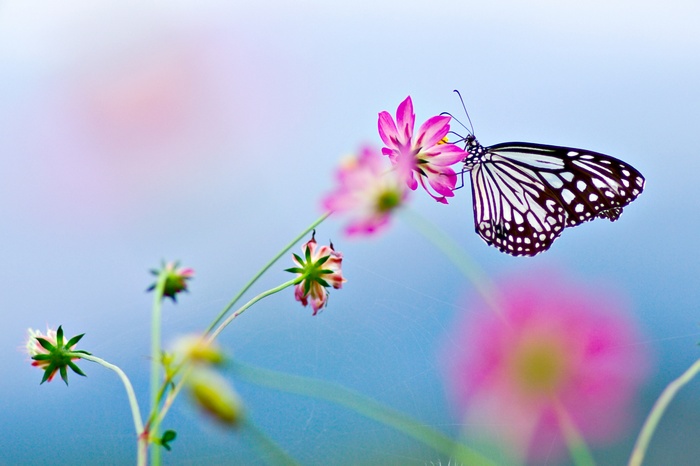 Butterfly on a pink flower with a blue background