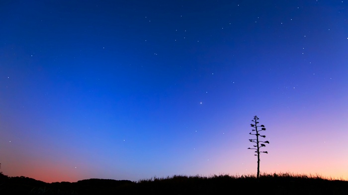 Silhouette of a tree against a starry twilight sky