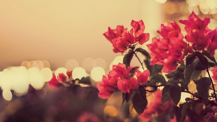 Red bougainvillea flowers with bokeh background