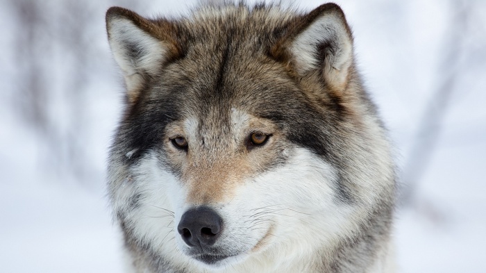 Close-up of a wolf in the snow