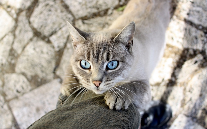 Cat with striking blue eyes resting on a person's leg