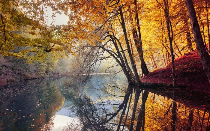 Autumn forest with colorful trees reflecting in water