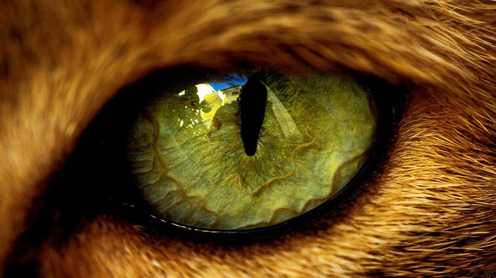 Close-up of a cat's green eye