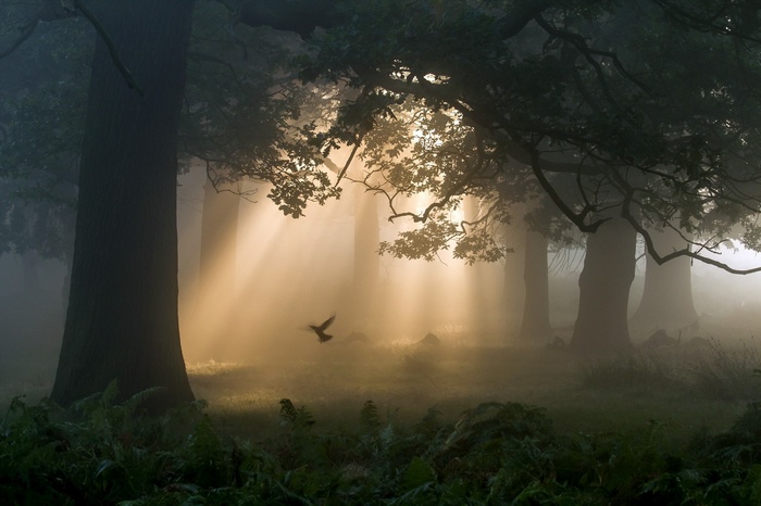 Sunbeams pierce a misty forest with a bird in flight