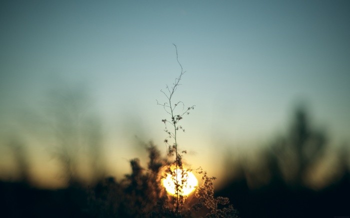 Sun behind a dry plant at sunset