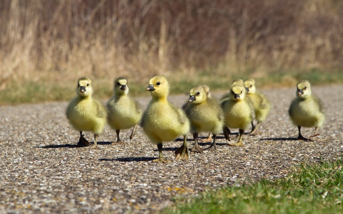 birds, animals