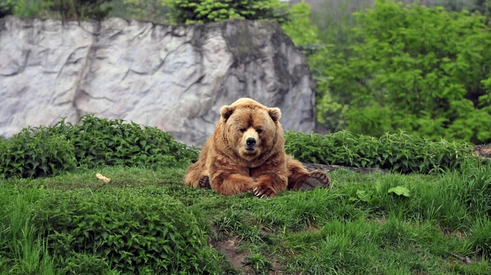 A brown bear rests on a grassy hill
