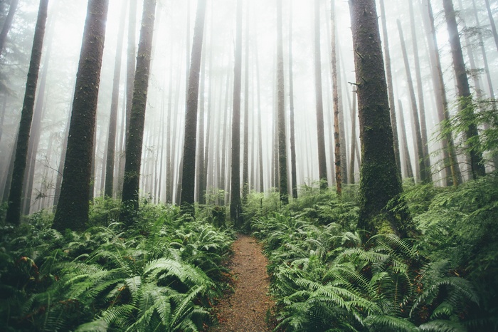 A foggy forest path surrounded by ferns and tall trees