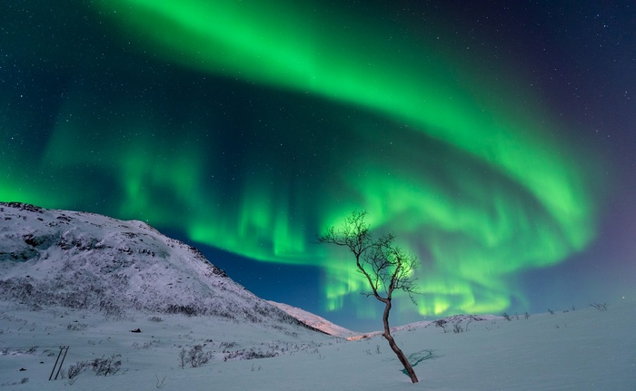 Aurora Borealis over a snowy landscape with a tree