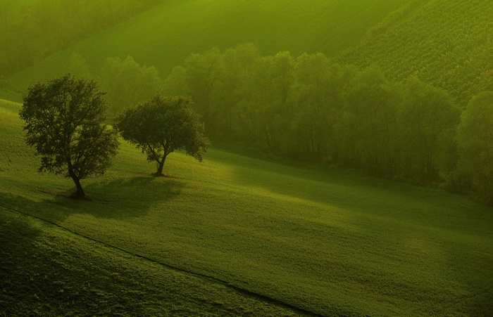 Green rolling hills with trees and vineyards