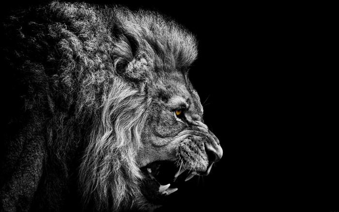 Close-up of a roaring lion with yellow eyes