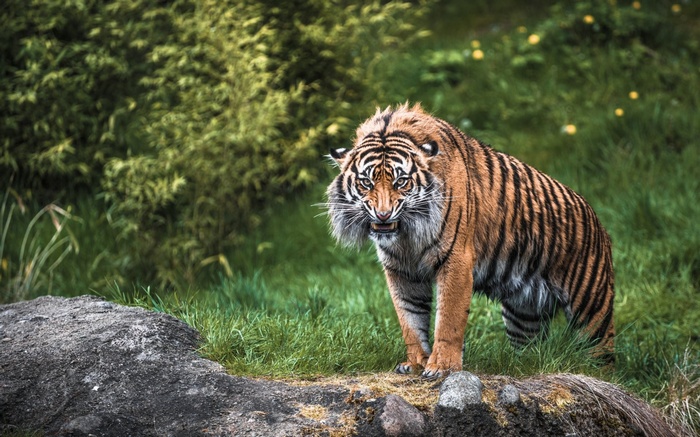 Tiger with open mouth in grassy field