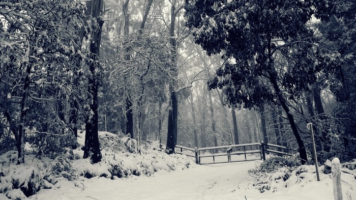 Snowy forest with a gate and path