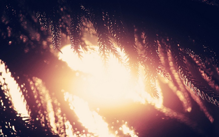 Sunlight filtering through pine needles