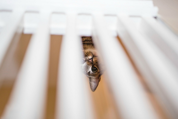 Upside down cat peeking through white bars