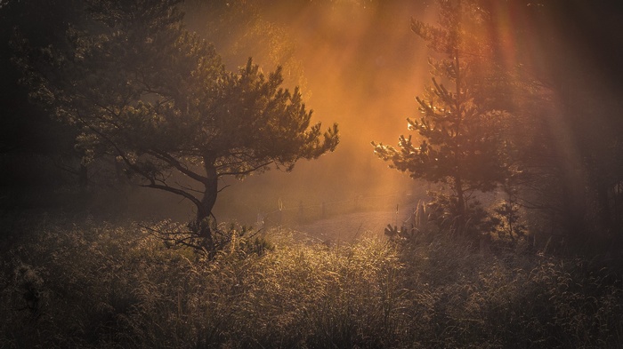 Sunbeams through trees in a misty forest