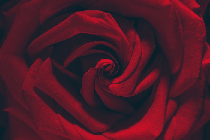 Close-up of a red rose
