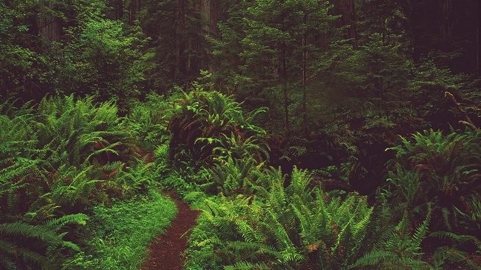 A winding path through a dense forest with ferns
