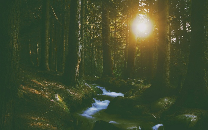Sunlight streams through a forest onto a flowing river