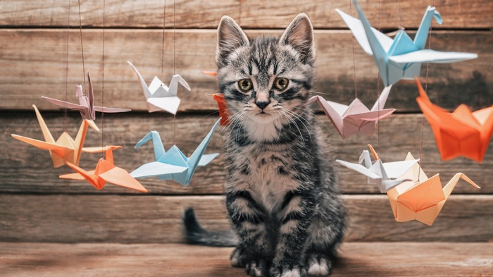 Kitten surrounded by colorful origami cranes