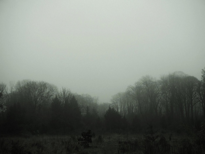 Creepy forest with a house in the fog