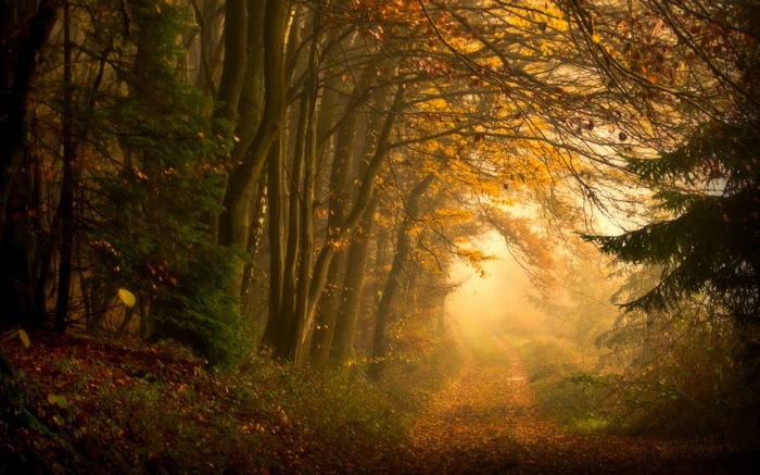 Autumn forest path with fallen leaves and mist