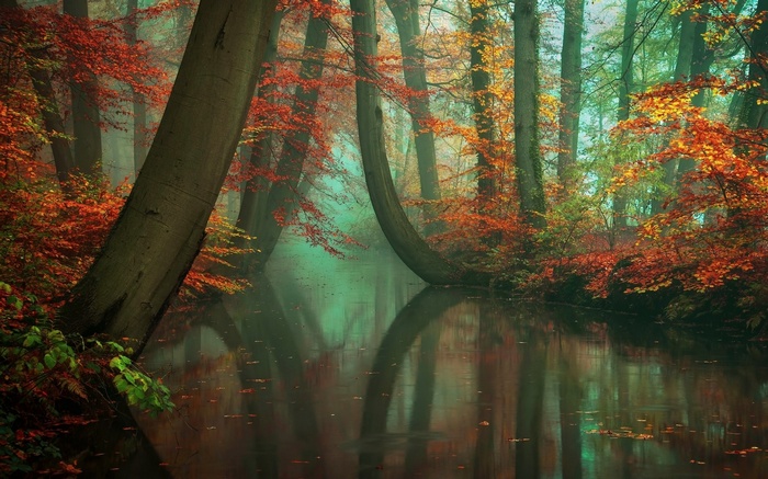 Misty forest with autumn leaves reflecting in water