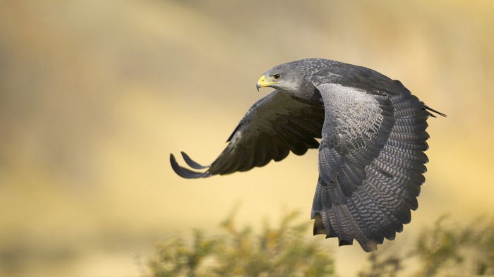Black-chested buzzard-eagle in flight