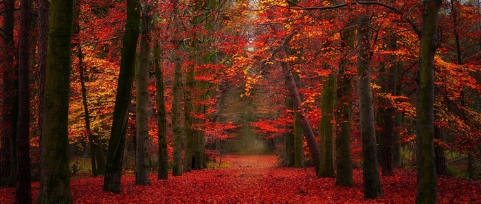 Autumn forest path covered in red leaves