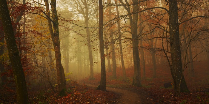 A misty forest path in fall with fallen leaves