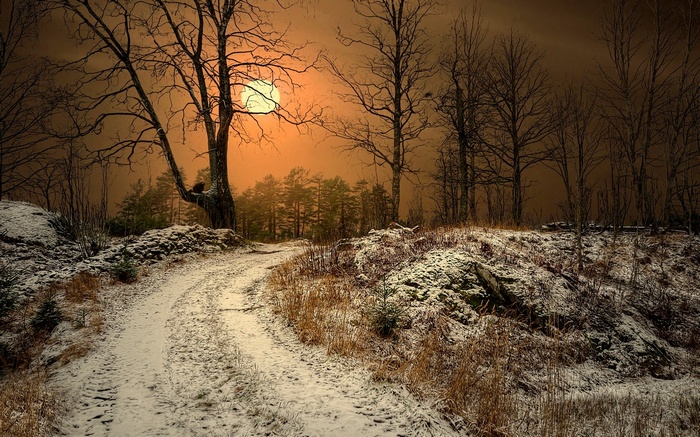 Winter landscape with a snowy road and bare trees