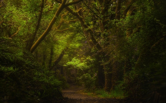 A winding path through a green forest in Ireland