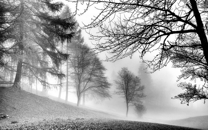 Monochrome forest landscape in the mist