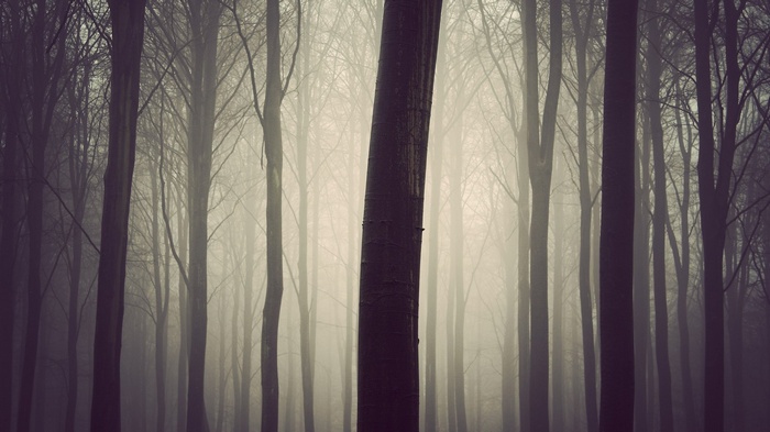 Misty forest with bare trees