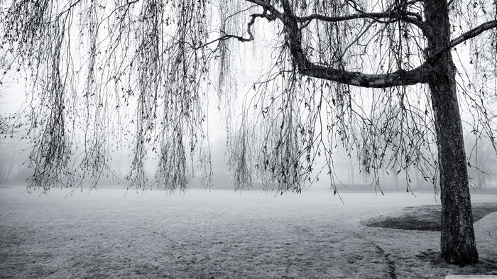 Black and white photo of a weeping tree in fog