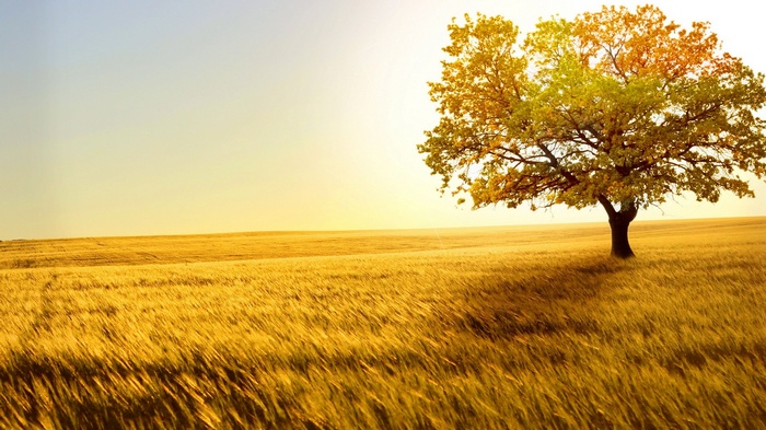 A lone tree in a golden wheat field during fall