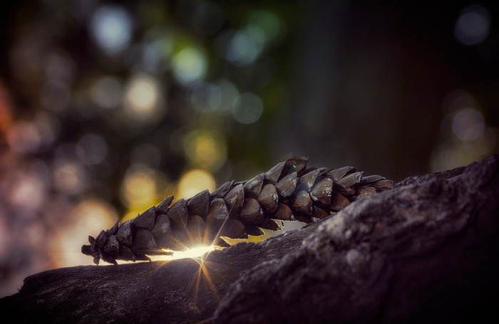 Pine cone on a branch with sunlight and bokeh