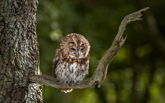 Tawny owl perched on a tree branch