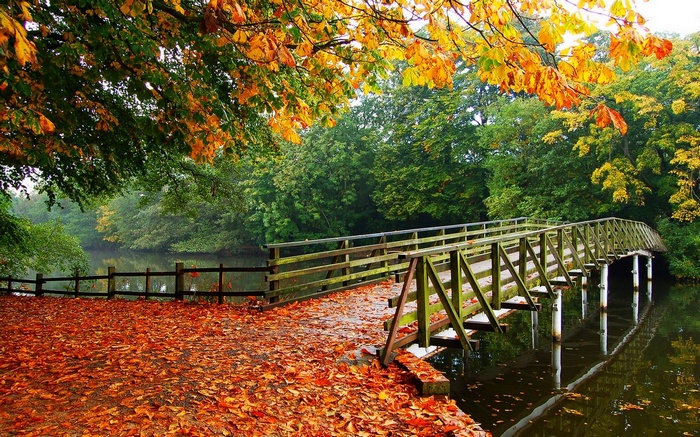 Wooden bridge over a river with autumn leaves