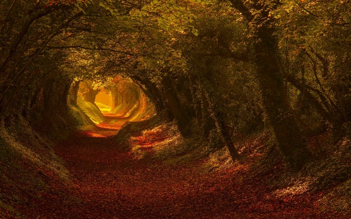 Autumn tunnel of trees with sunlight filtering through