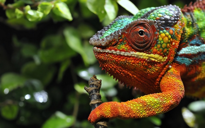Colorful chameleon perched on a branch