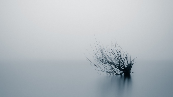 Minimalist long exposure of a bare tree in mist