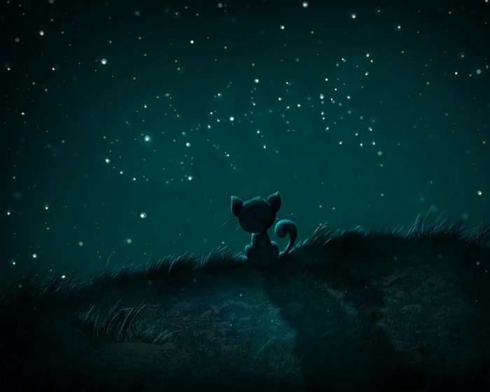 A cat looks at the starry night sky