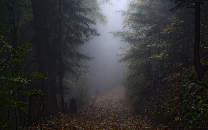 Misty forest path with fallen leaves in autumn